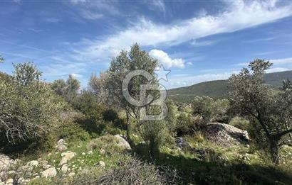 KARABURUN KÖSEDERE'DE SATILIK 6.469 METREKARE TARLA