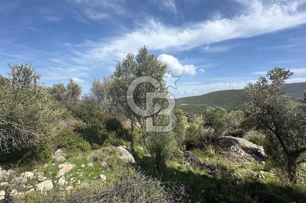KARABURUN KÖSEDERE'DE SATILIK 6.469 METREKARE TARLA