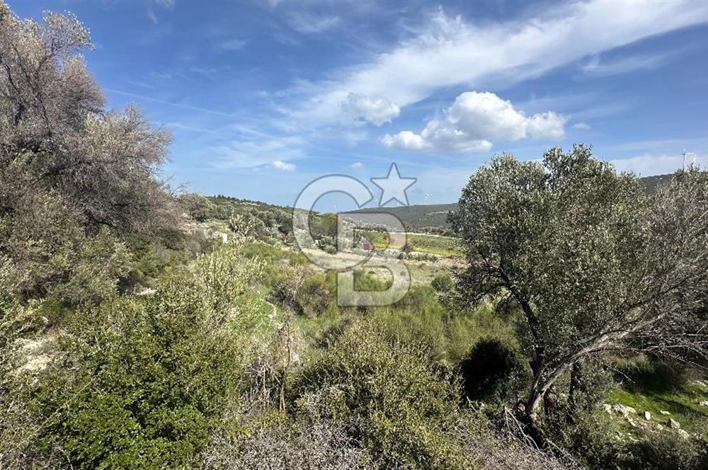KARABURUN KÖSEDERE'DE SATILIK 6.469 METREKARE TARLA