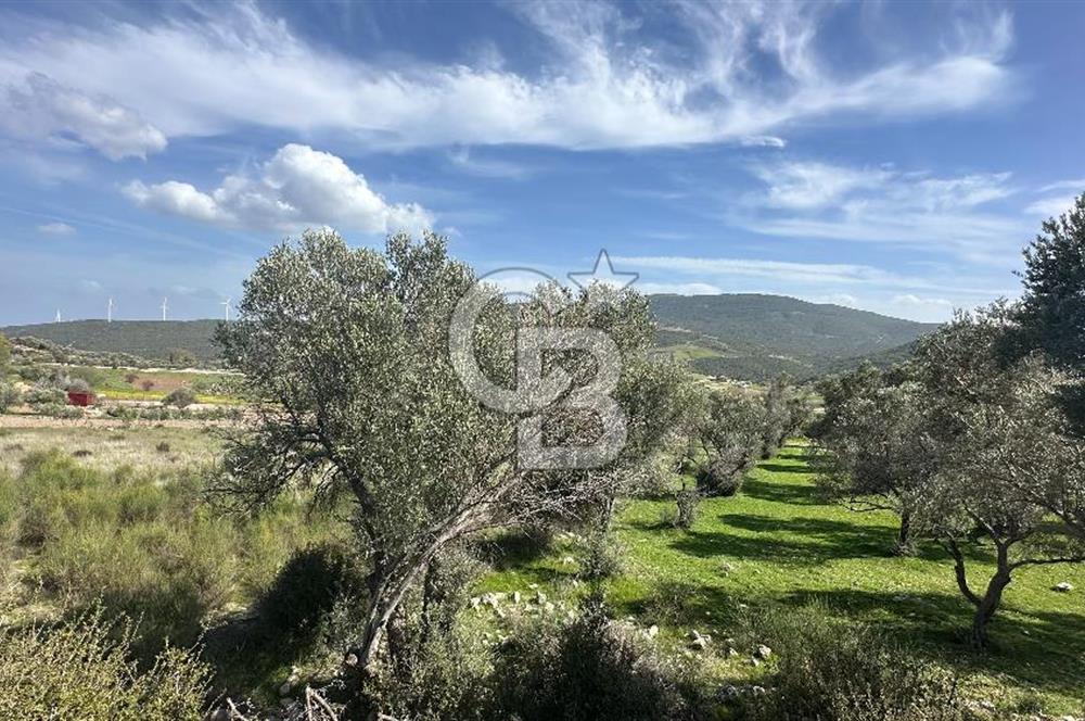 KARABURUN KÖSEDERE'DE SATILIK 6.469 METREKARE TARLA