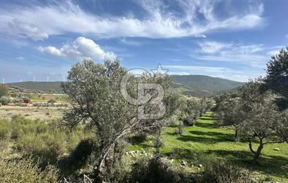 KARABURUN KÖSEDERE'DE SATILIK 6.469 METREKARE TARLA