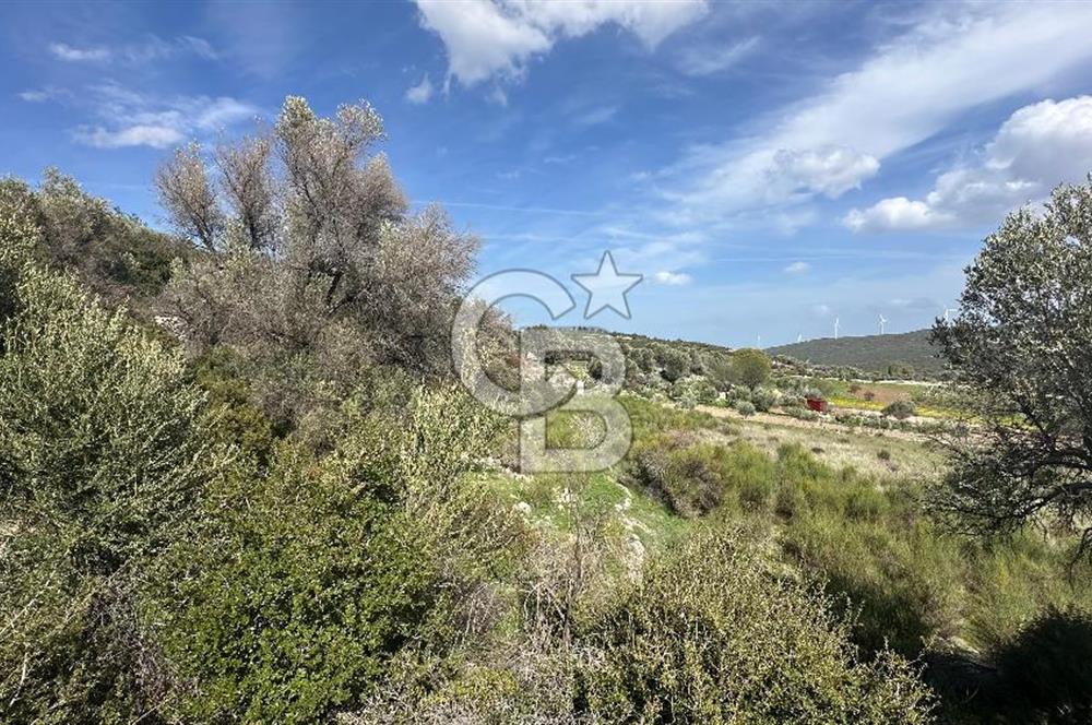 KARABURUN KÖSEDERE'DE SATILIK 6.469 METREKARE TARLA