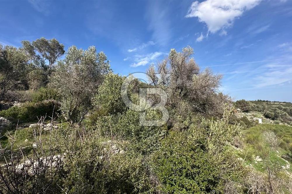 KARABURUN KÖSEDERE'DE SATILIK 6.469 METREKARE TARLA