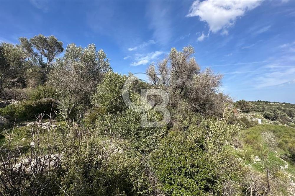 KARABURUN KÖSEDERE'DE SATILIK 6.469 METREKARE TARLA