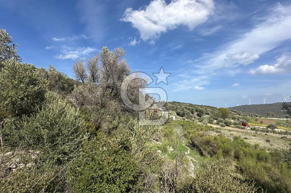 KARABURUN KÖSEDERE'DE SATILIK 6.469 METREKARE TARLA