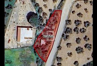 Balıkesir gömeç kuyualan mahallesi satılık zeytinlik 