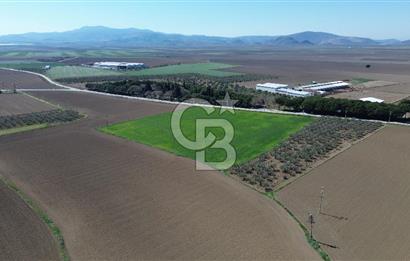 BERGAMA AŞAĞIKIRIKLAR'DA (6643 M²) SATILIK TARLA