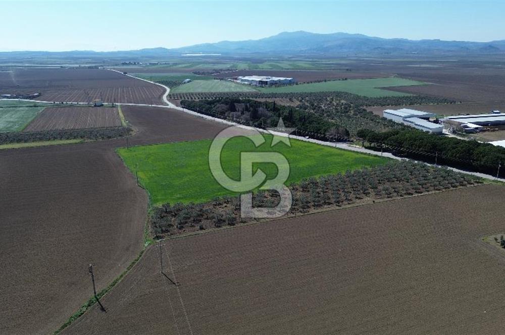 BERGAMA AŞAĞIKIRIKLAR'DA (6643 M²) SATILIK TARLA