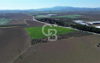 BERGAMA AŞAĞIKIRIKLAR'DA (6643 M²) SATILIK TARLA