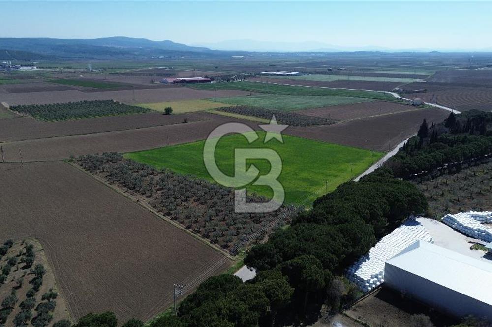 BERGAMA AŞAĞIKIRIKLAR'DA (6643 M²) SATILIK TARLA
