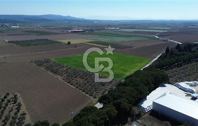 BERGAMA AŞAĞIKIRIKLAR'DA (6643 M²) SATILIK TARLA