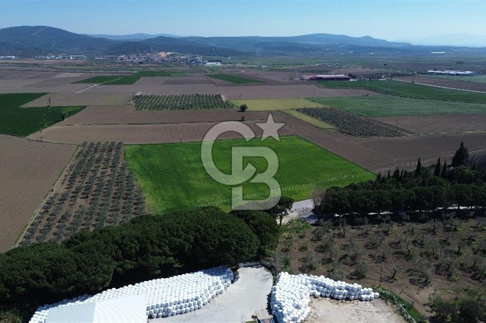 BERGAMA AŞAĞIKIRIKLAR'DA (6643 M²) SATILIK TARLA