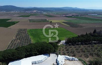 BERGAMA AŞAĞIKIRIKLAR'DA (6643 M²) SATILIK TARLA