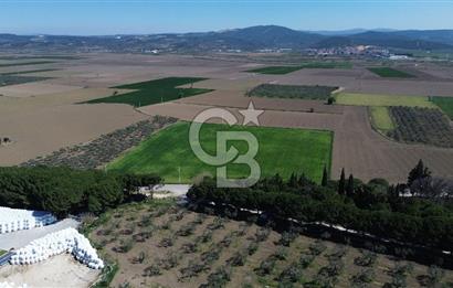 BERGAMA AŞAĞIKIRIKLAR'DA (6643 M²) SATILIK TARLA
