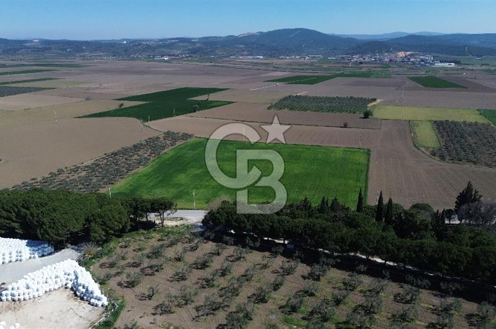 BERGAMA AŞAĞIKIRIKLAR'DA (6643 M²) SATILIK TARLA