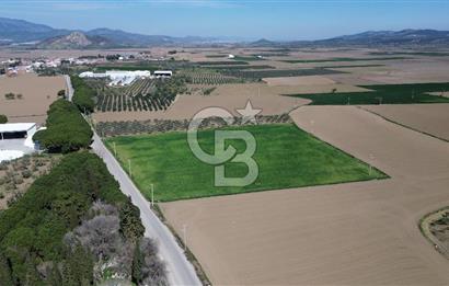 BERGAMA AŞAĞIKIRIKLAR'DA (6643 M²) SATILIK TARLA