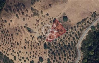 CB NETA ÖMER ÜNSAL'DAN 1977 m²  YOLA CEPHE ARSA