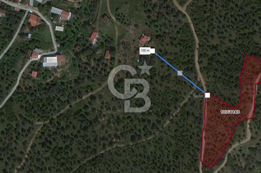 Bayındır Yeşilova Mah. Eski Çıplak Köyü Satılık Zeytinlik
