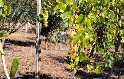 Çatalca İlçesi İzzettin mahallesi’nde