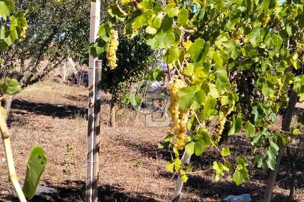 Çatalca İlçesi İzzettin mahallesi’nde