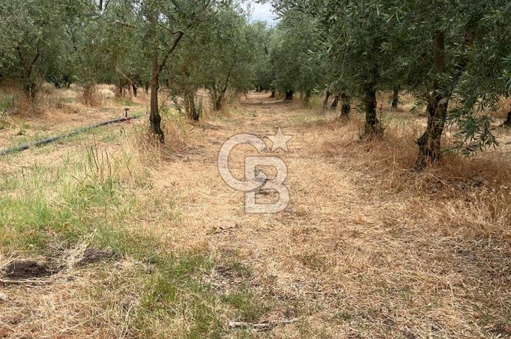 Bursa İli Orhangazi İlçesi Dutluca Mevkiinde Satılık Zeytinlik. 