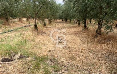 Bursa İli Orhangazi İlçesi Dutluca Mevkiinde Satılık Zeytinlik. 