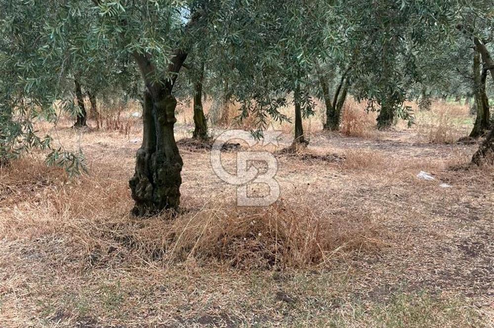 Bursa İli Orhangazi İlçesi Dutluca Mevkiinde Satılık Zeytinlik. 