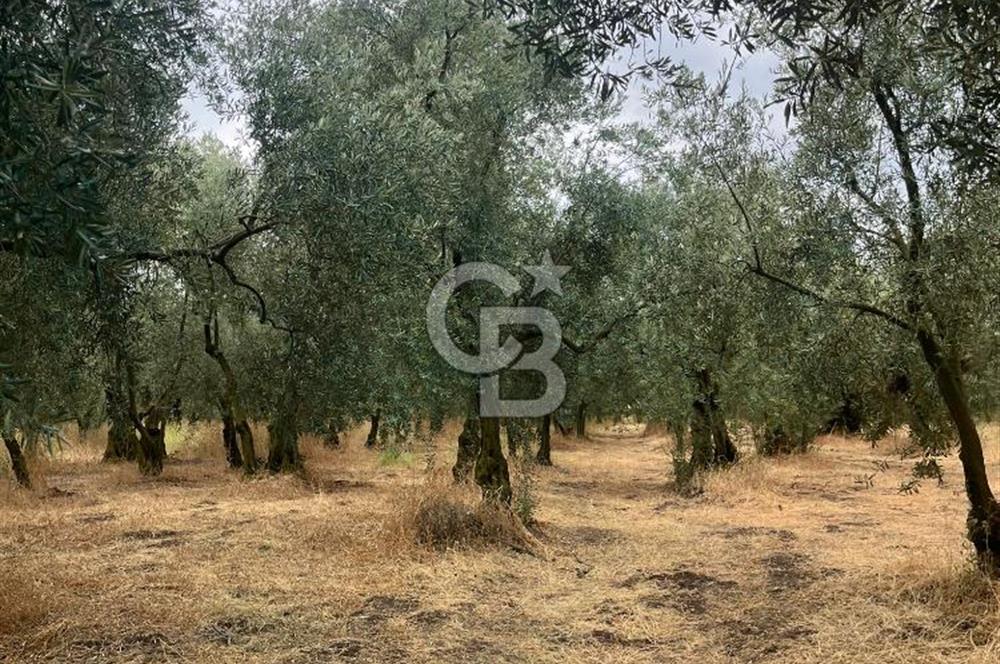 Bursa İli Orhangazi İlçesi Dutluca Mevkiinde Satılık Zeytinlik. 