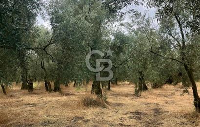 Bursa İli Orhangazi İlçesi Dutluca Mevkiinde Satılık Zeytinlik. 