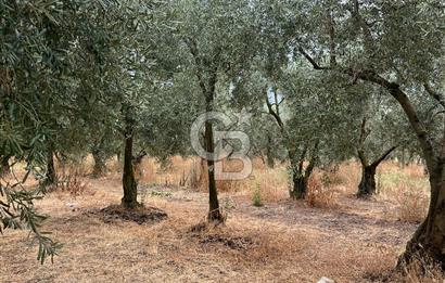 Bursa İli Orhangazi İlçesi Dutluca Mevkiinde Satılık Zeytinlik. 