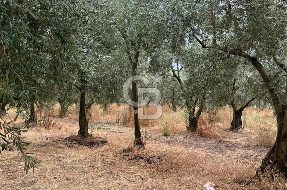 Bursa İli Orhangazi İlçesi Dutluca Mevkiinde Satılık Zeytinlik. 