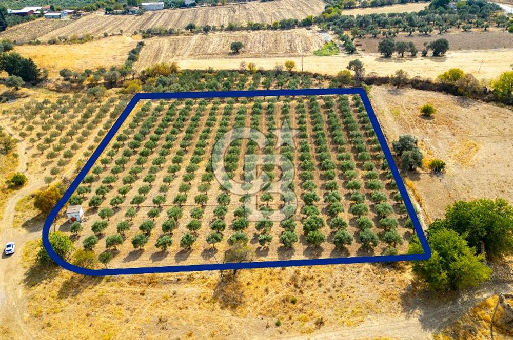 Foça Yenibağarası'nda Yerleşim Yerine Yakın Satılık Tarla