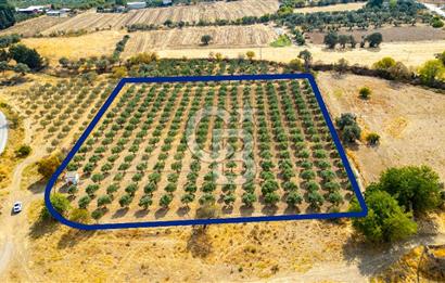 Foça Yenibağarası'nda Yerleşim Yerine Yakın Satılık Tarla