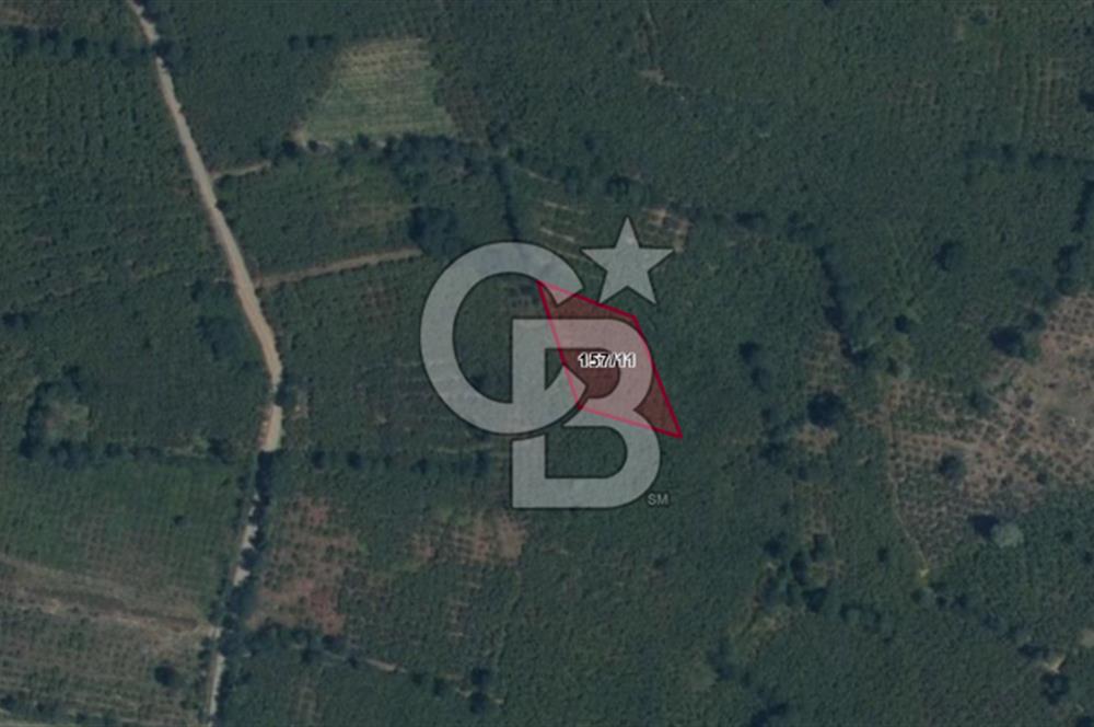 CB PARK'TAN SALIPAZARI AVUTTA SATILIK TARLA