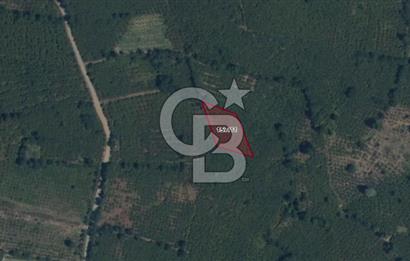 CB PARK'TAN SALIPAZARI AVUTTA SATILIK TARLA