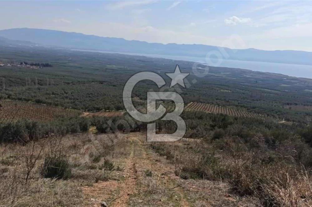 CB BLACK'TEN İZNİK ORHANİYE SATILIK EŞSİZ TARLA