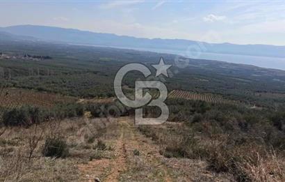 CB BLACK'TEN İZNİK ORHANİYE SATILIK EŞSİZ TARLA