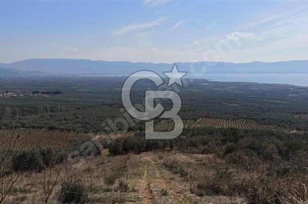 CB BLACK'TEN İZNİK ORHANİYE SATILIK EŞSİZ TARLA
