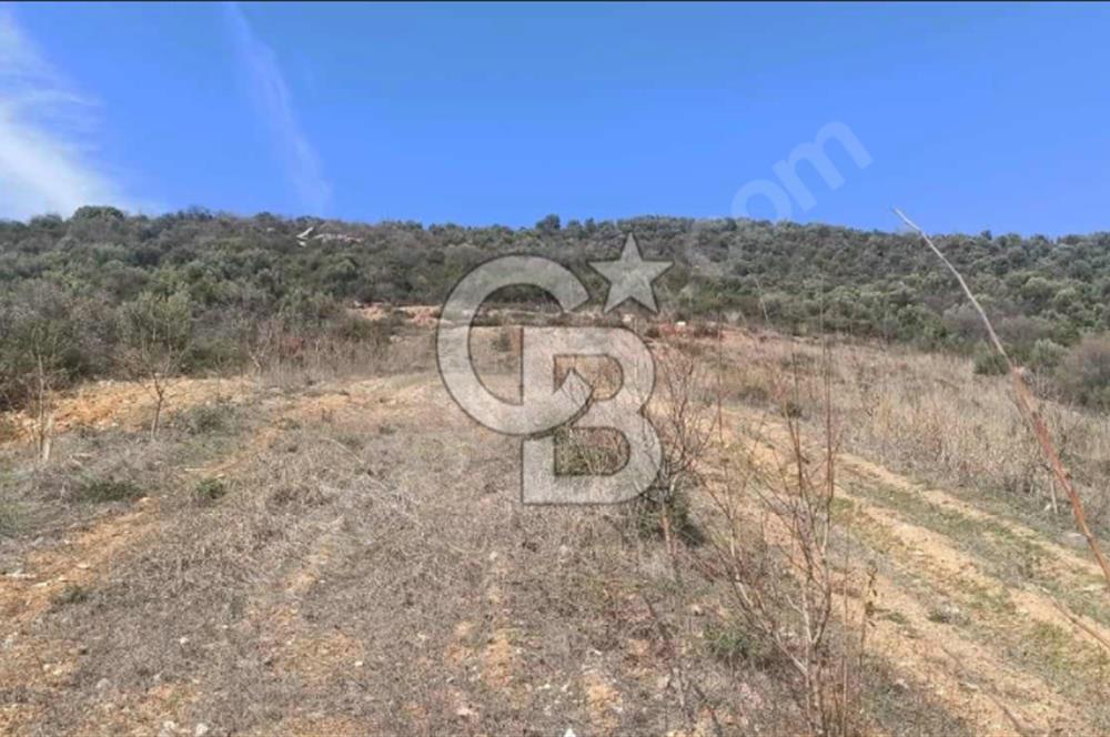 CB BLACK'TEN İZNİK ORHANİYE SATILIK EŞSİZ TARLA
