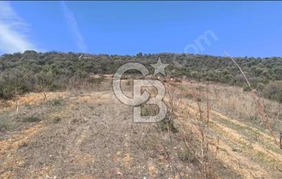 CB BLACK'TEN İZNİK ORHANİYE SATILIK EŞSİZ TARLA