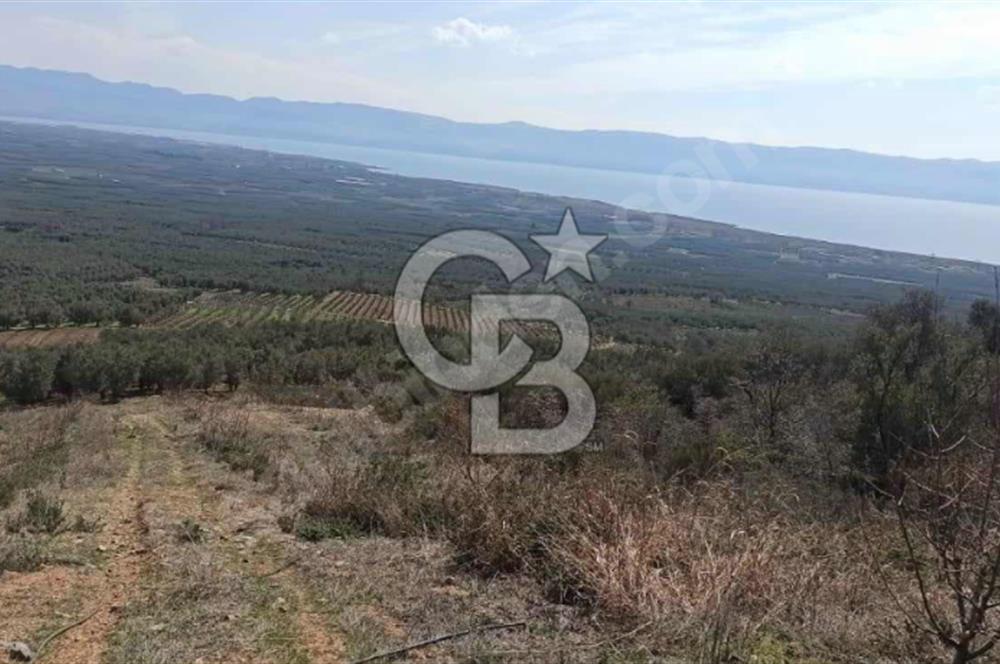 CB BLACK'TEN İZNİK ORHANİYE SATILIK EŞSİZ TARLA