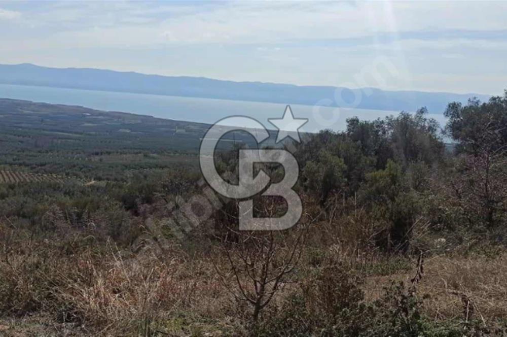 CB BLACK'TEN İZNİK ORHANİYE SATILIK EŞSİZ TARLA