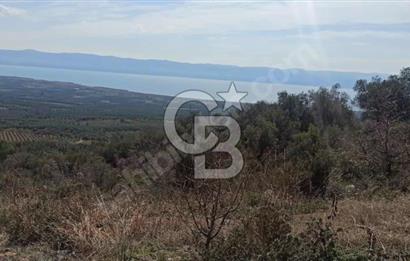 CB BLACK'TEN İZNİK ORHANİYE SATILIK EŞSİZ TARLA