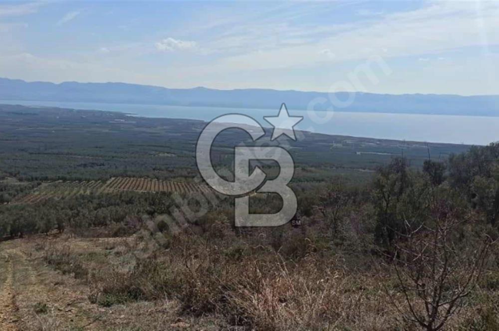CB BLACK'TEN İZNİK ORHANİYE SATILIK EŞSİZ TARLA