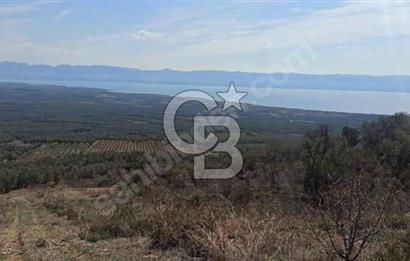 CB BLACK'TEN İZNİK ORHANİYE SATILIK EŞSİZ TARLA