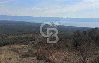 CB BLACK'TEN İZNİK ORHANİYE SATILIK EŞSİZ TARLA