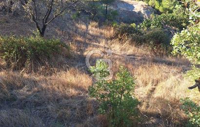 ÇANAKKALE AYVACIK DEMİRCİ KÖYÜ SATILIK 1635M2 KÖY İÇİ İMARLI