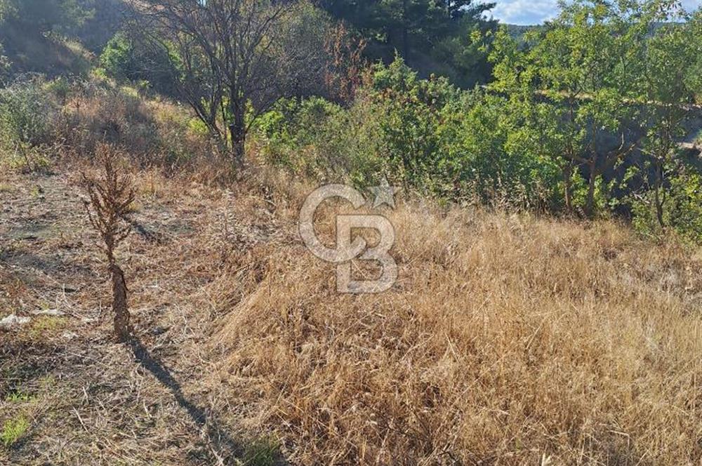 ÇANAKKALE AYVACIK DEMİRCİ KÖYÜ SATILIK 1635M2 KÖY İÇİ İMARLI