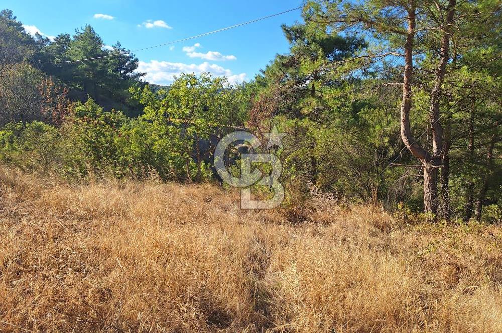 ÇANAKKALE AYVACIK DEMİRCİ KÖYÜ SATILIK 1635M2 KÖY İÇİ İMARLI