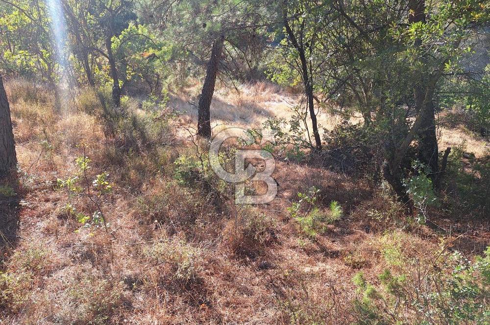 ÇANAKKALE AYVACIK DEMİRCİ KÖYÜ SATILIK 1635M2 KÖY İÇİ İMARLI
